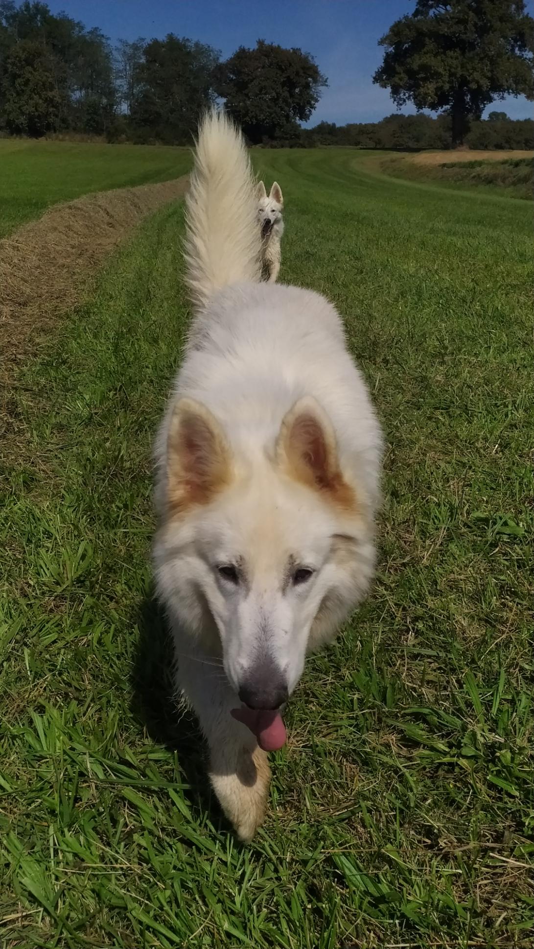 Tokyo_et_Opale_course